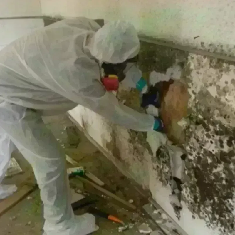 Mold Remediation and Removal in South Hutchinson, KS